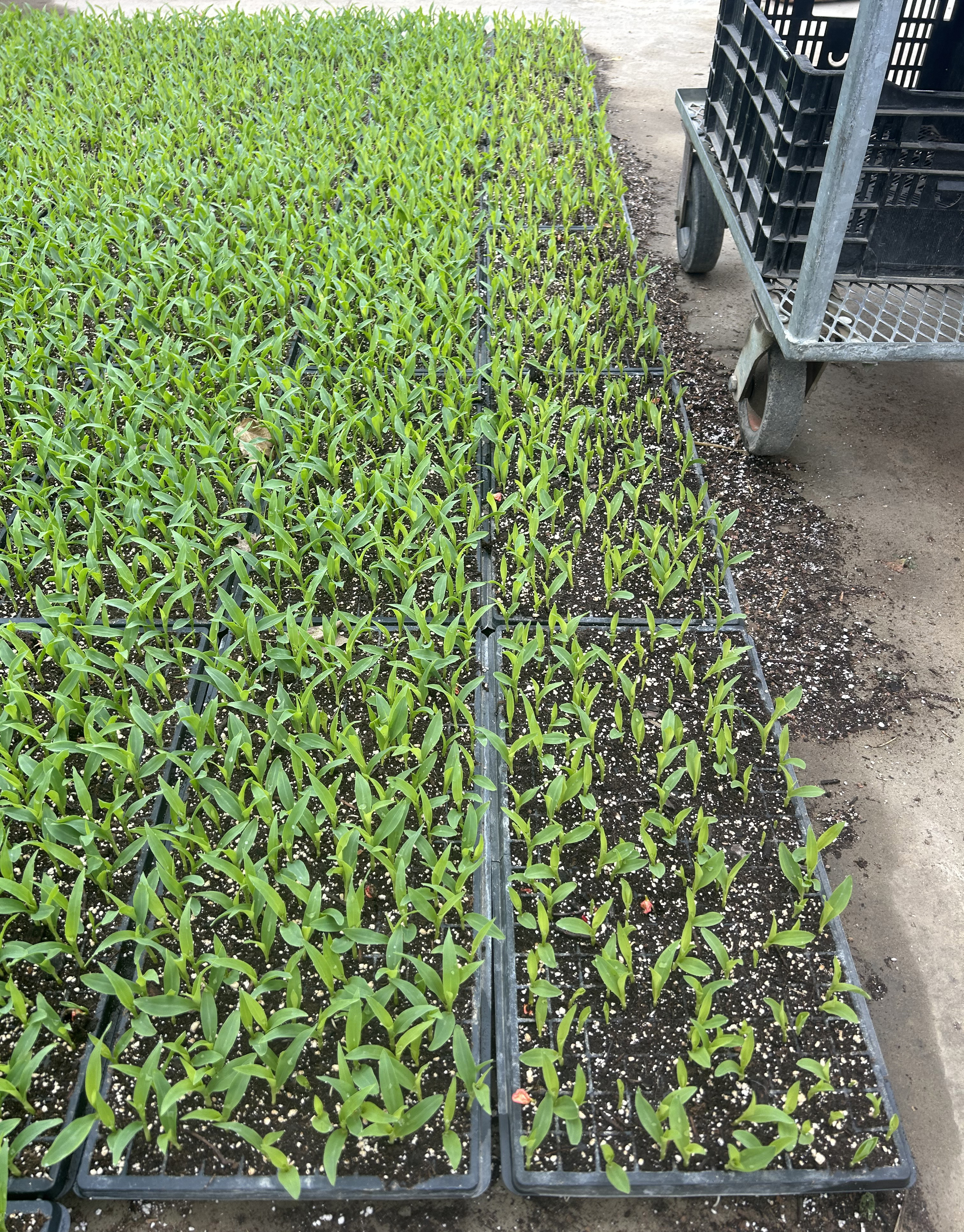 New sweet corn seedlings on the left and 1-year-old sweet corn seedlings on the right.